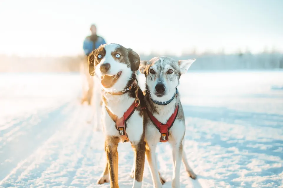 6-km-Husky-Safari zum Selbstfahren, Rovaniemi