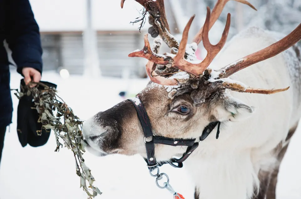 Rentiere, Huskys & Santa Claus Village an einem Tag