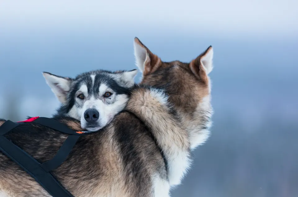 7-km-Husky-Safari zum Selbstfahren, Levi
