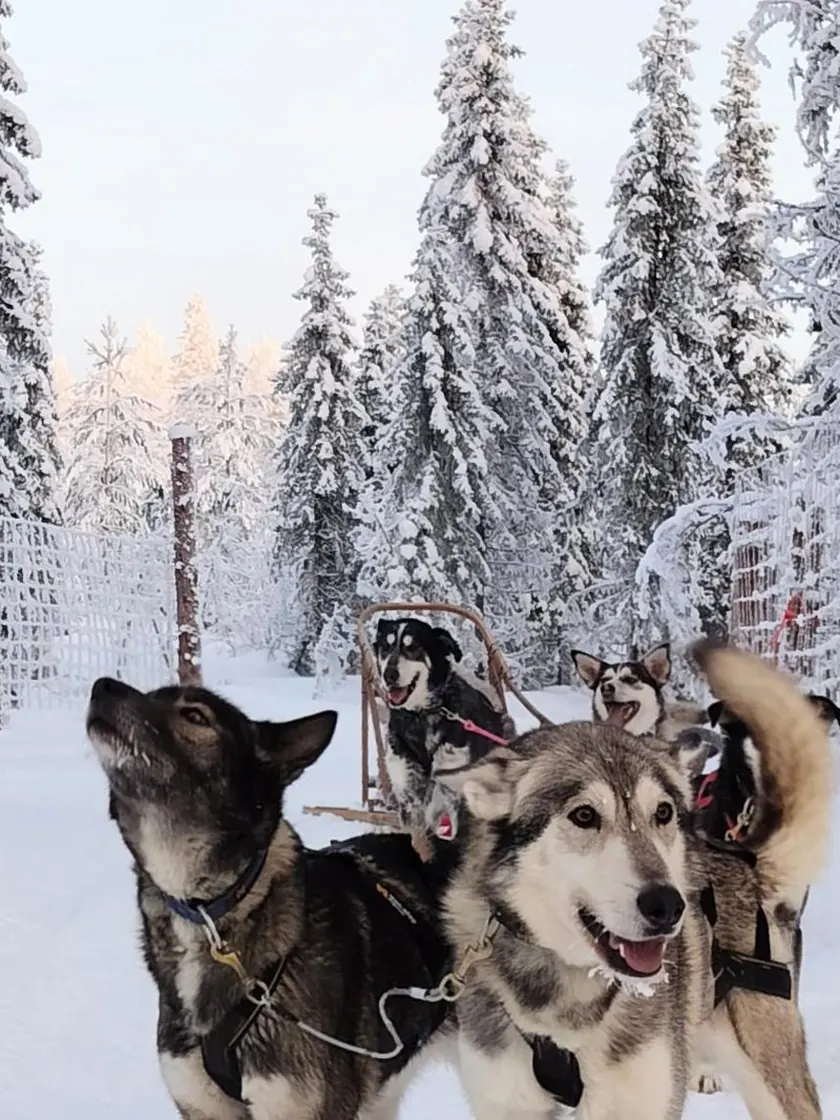 Zwei Huskys schauen auf ihrer Farm über einen verschneiten Zaun