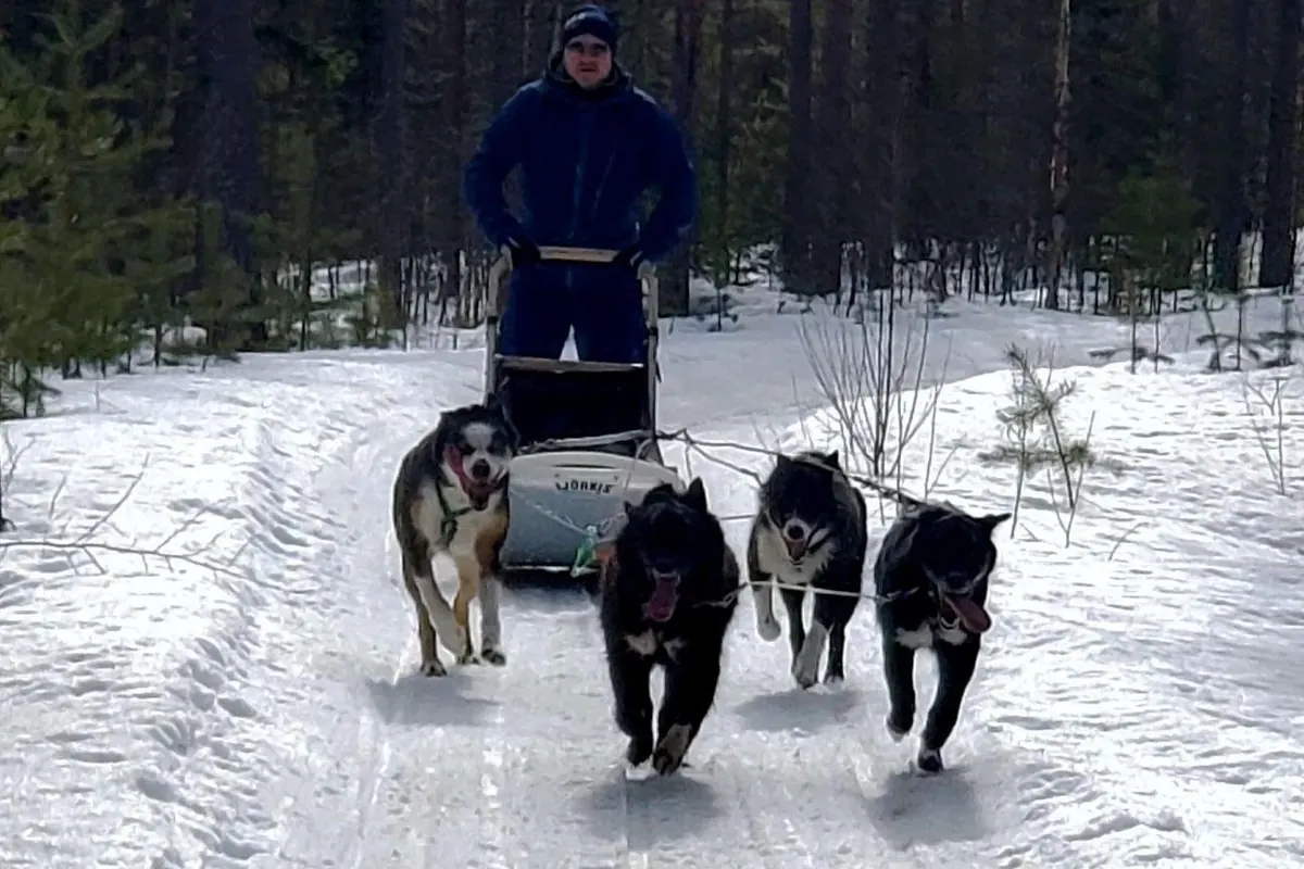Mehrere Huskygespanne verteilt über ein weites Schneefeld