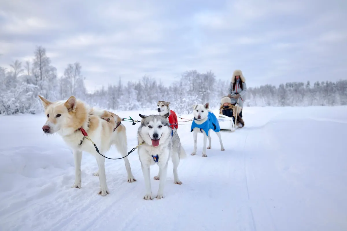 Husky's in hondenjasjes op een besneeuwde vlakte met een slee erachter