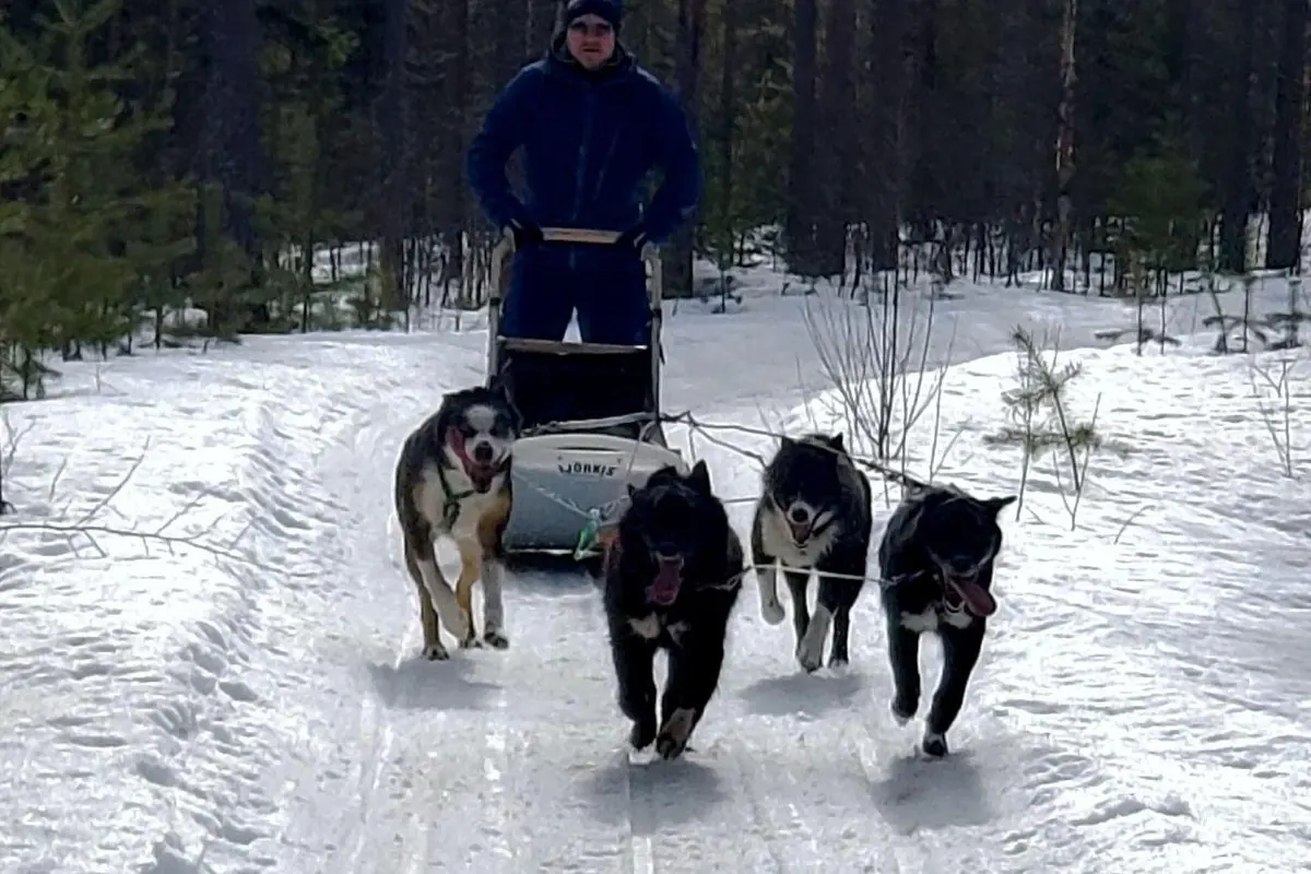 A musher standing on a sled behind four dark huskies in a forest