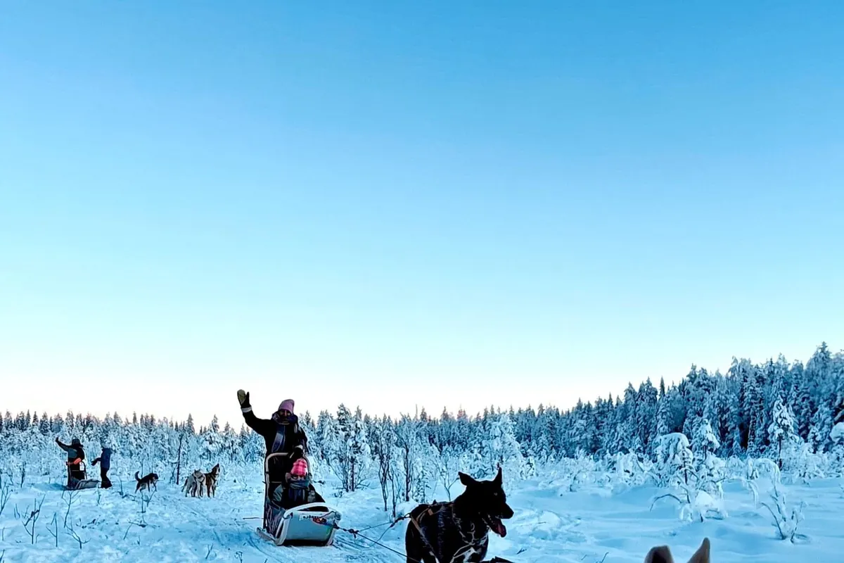 Ein Gast winkt von einem Hundeschlitten hinter einem Husky-Gespann im Kiefernwald unter blauem Himmel