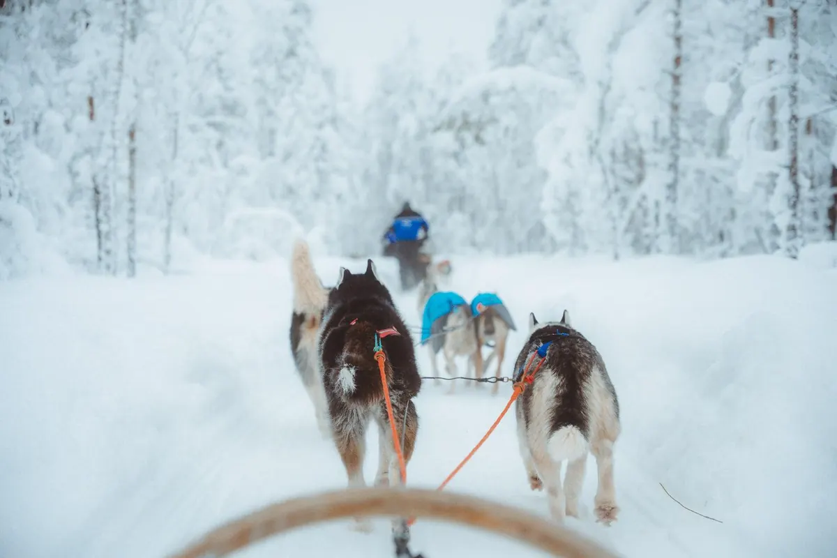 Blick vom Schlitten auf ein Husky-Gespann, das durch verschneiten Wald läuft