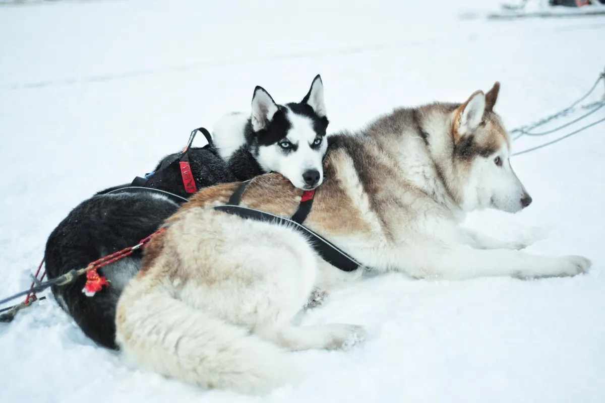 Twee husky's in tuig liggen in de sneeuw en rusten uit tussen twee ritten