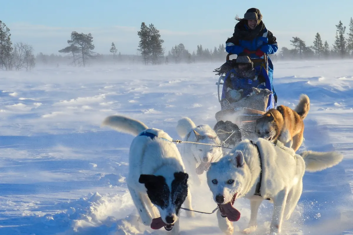 Ein Huskygespann läuft mit voller Kraft durch Schneetreiben auf offenem Gelände bei Kiruna