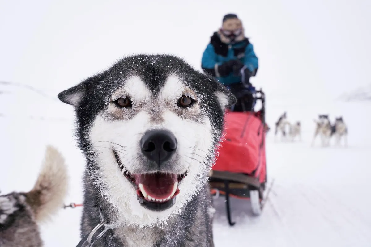 A grinning husky in the foreground with a sled and driver behind