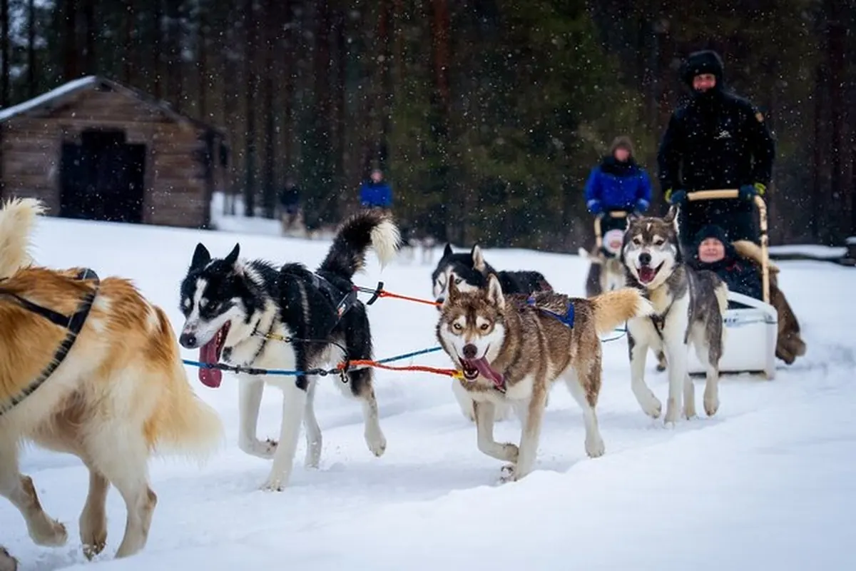 Ein Husky-Gespann zieht einen Schlitten mit zwei Gästen, dahinter eine Holzhütte